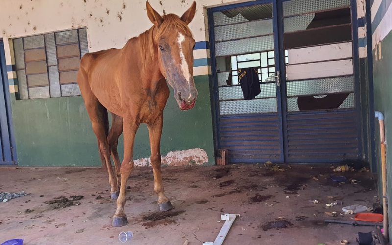 Cavalo doente resgatado por maus tratos.