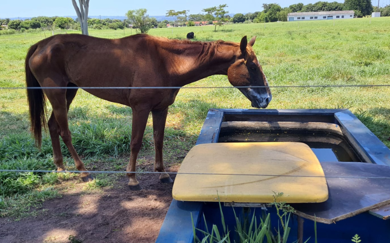 Cavalo doente resgatado recebendo cuidados.
